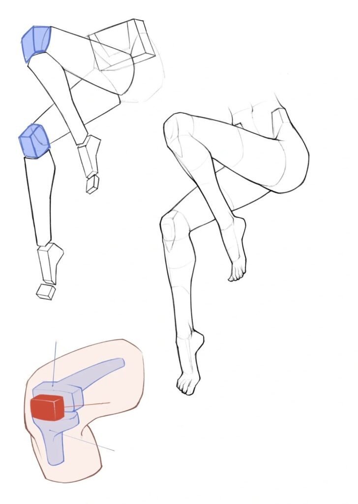 Knee