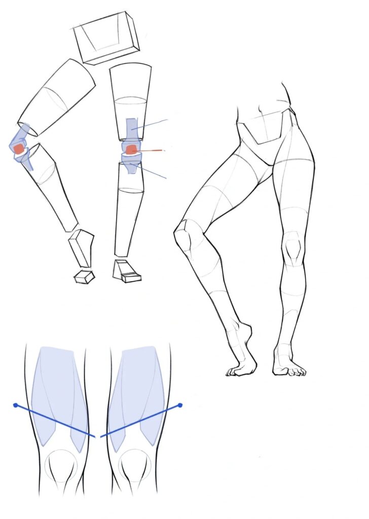 Knee